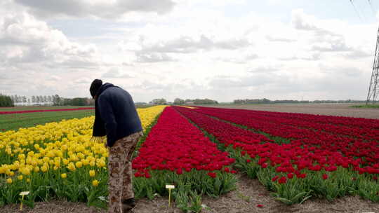一对印度旅游夫妇在荷兰欣赏郁金香。4月/