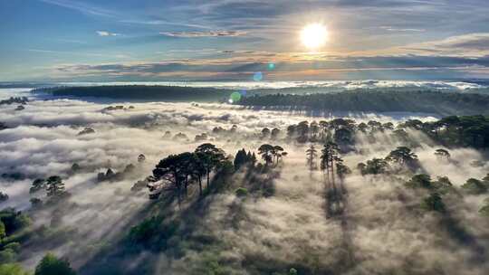 森林阳光云海森林云雾缭绕树林山大自然风景