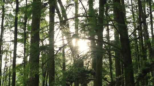 绿色森林阳光唯美光影