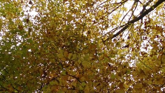秋天泛黄的树叶随风飘落视频素材模板下载