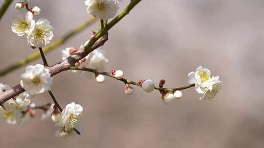 白梅花枝特写