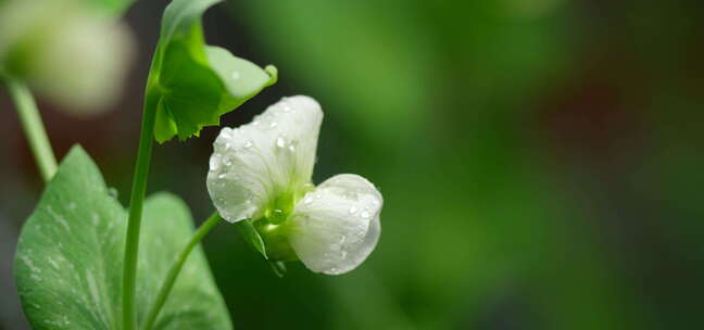 豆角花 绿叶 细雨