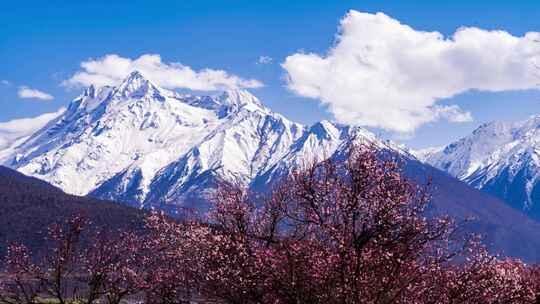 4K加拉白垒雪山桃花延时