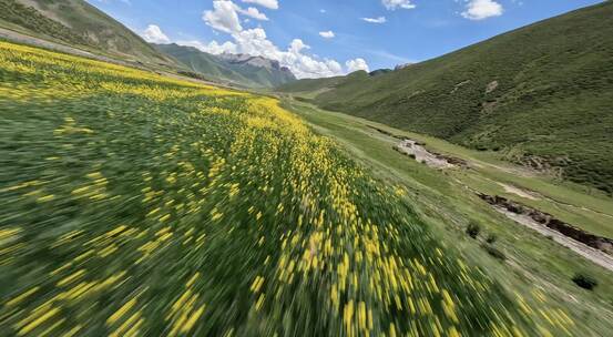 西藏油菜花穿越机航拍