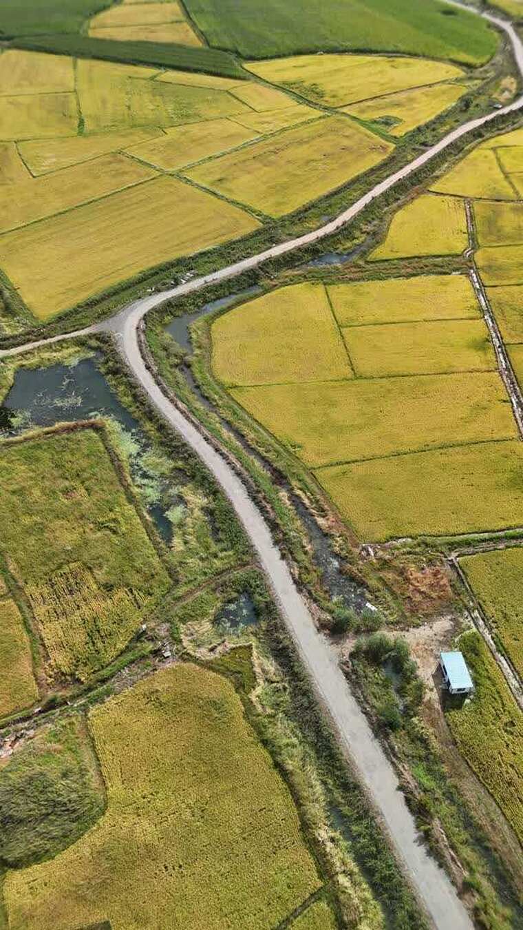 航拍金黄稻田与蜿蜒小路