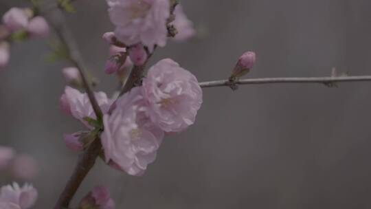 蜜蜂桃花采蜜慢镜头升格LOG