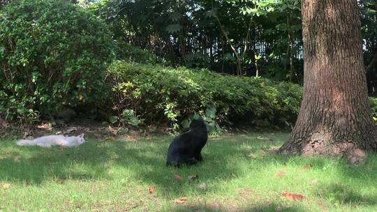 陆家嘴公园流浪猫