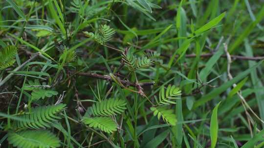 含羞草植物特写镜头