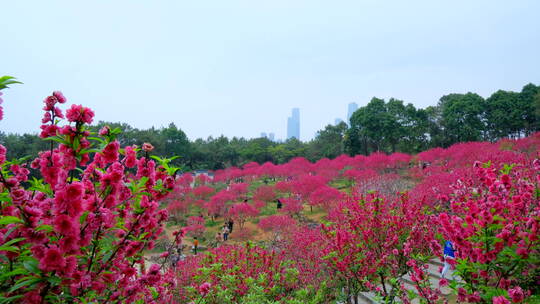 桃花林 树林 春暖花开 桃花坞 桃花园