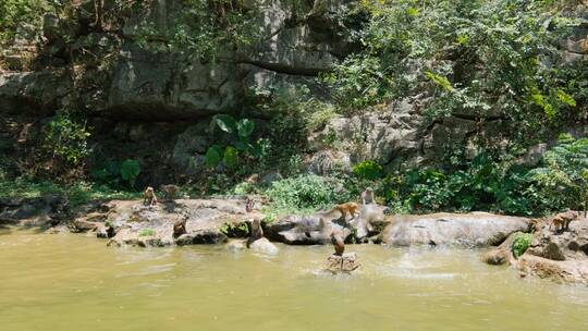桂林七星公园野生的猴子跳水戏水