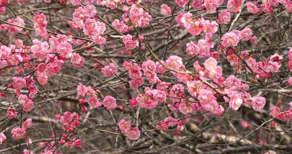 唯美阳光轻轻摇摆梅花 立春花开万物复苏