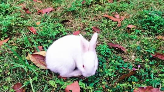 可爱兔子小白兔兔子吃草