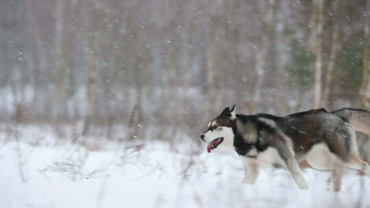 冬天，西伯利亚哈士奇狗在雪地里跑