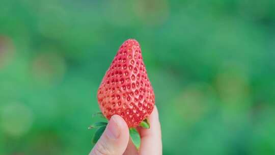 【合集】草莓园摘草莓草莓特写