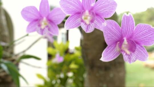 紫色兰花在飘荡