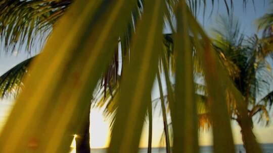 海边随风摇曳的椰子树