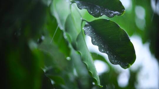 非常近距离拍摄的被雨水淋湿的树叶