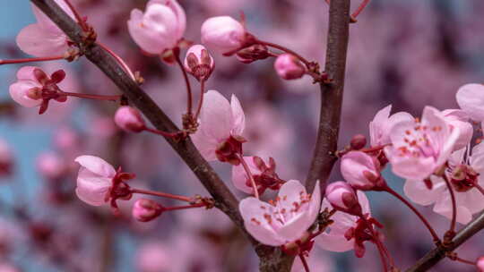 花朵开花特写延时