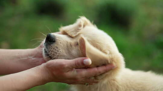 绿色新鲜草地草坪上的金毛猎犬小狗女人爱抚