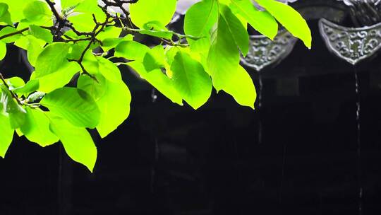 自然风光下雨风景4k