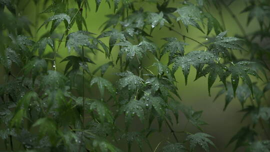 绿色植物 叶子 唯美意境 江南水墨