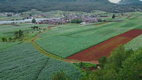 农业粮食丽江洋芋土豆田地纳西族村庄