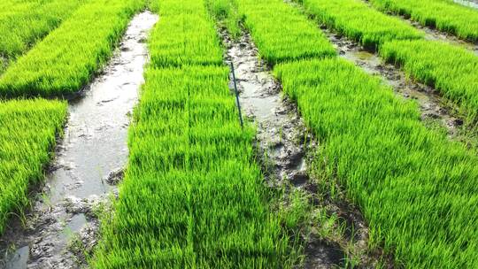 水稻培育秧苗粮食安全绿色稻田生态航拍