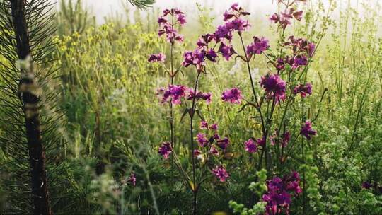 紫色花朵的特写镜头