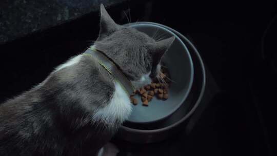 猫咪吃猫粮视频素材模板下载