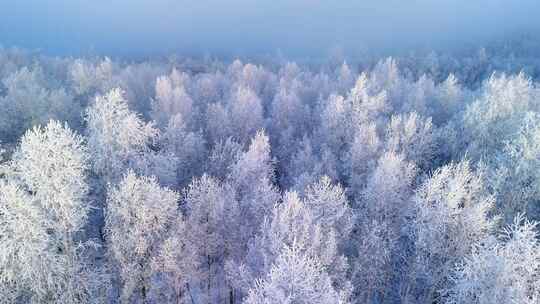 积雪覆盖的树林景观