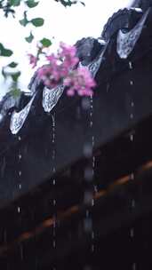 下雨天紫薇花和屋檐瓦片