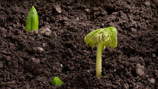植物生长发芽破土而出