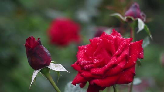 雨后盛开的红玫瑰视频素材模板下载