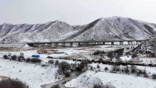 冬季雪景公路牛群视频素材模板下载