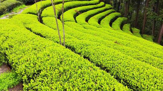 大自然茶园茶叶茶山美景景色航拍