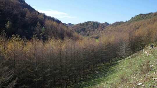 湖北恩施大山顶林区原始森林唯美风景