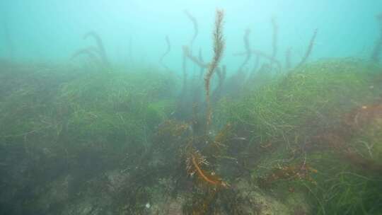 海藻，海洋，海洋生物，纪录片