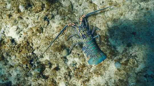 龙虾大海浅滩海星珊瑚鱼群潜水