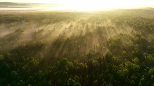 4K高清日出时飞越雾蒙蒙的松林森林