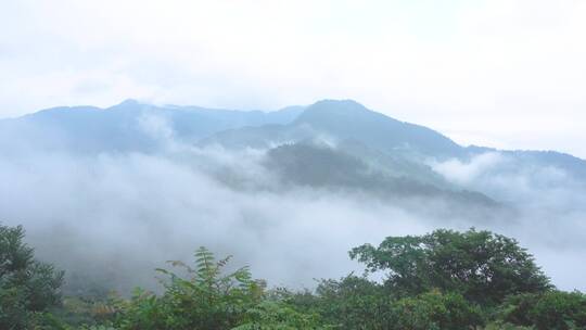 云雾缭绕的南岳衡山茶场航拍视频素材模板下载