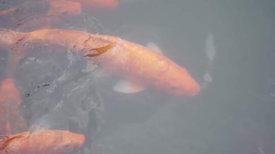 锦鲤鱼游弋水塘中式景观