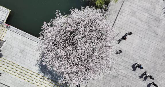 杭州阿里巴巴西溪园区春天鲜花盛开