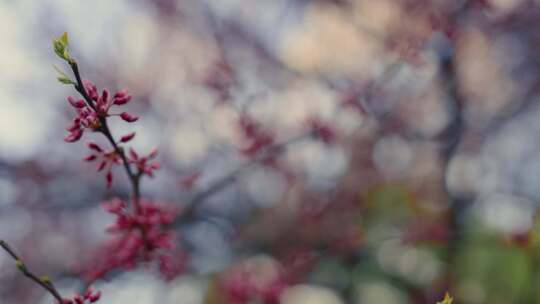 开花，花，萌芽，开花