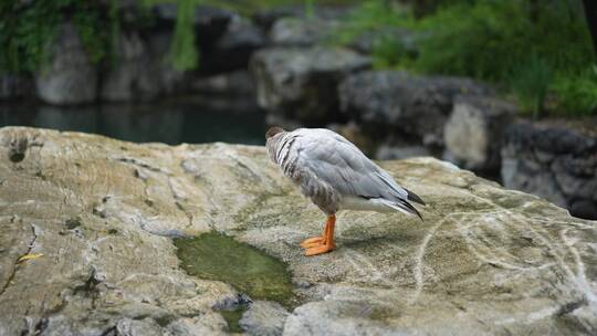 鸭子斑头雁在岸边整理羽毛