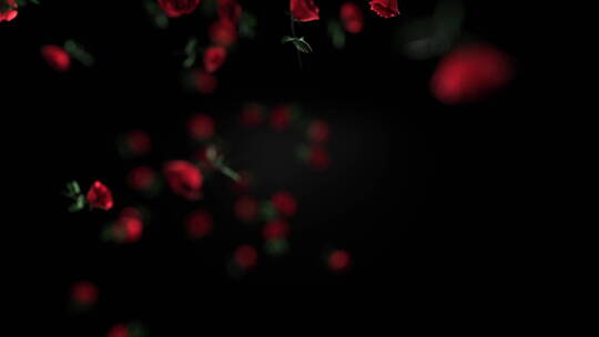 红色玫瑰花瓣开花婚礼婚庆唯美浪漫动态视频