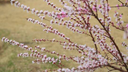 春天百花开