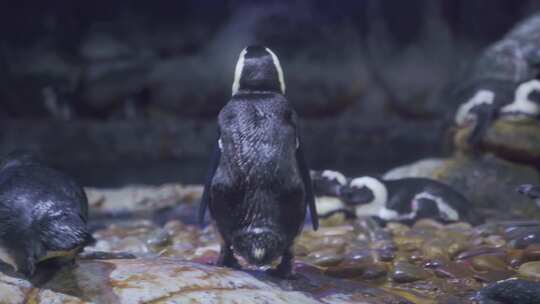 海洋生物斑嘴环企鹅在户外活动