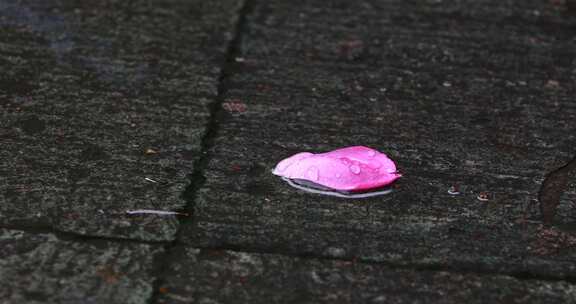 初夏雨天下雨