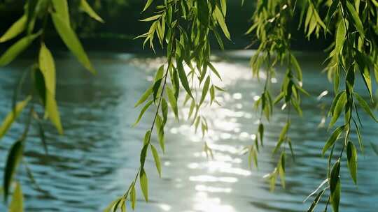 处暑白露柳树飘扬唯美清新自然视频