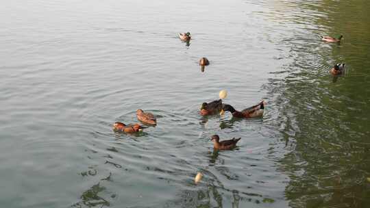 绿头鸭和鸳鸯在湖面游动